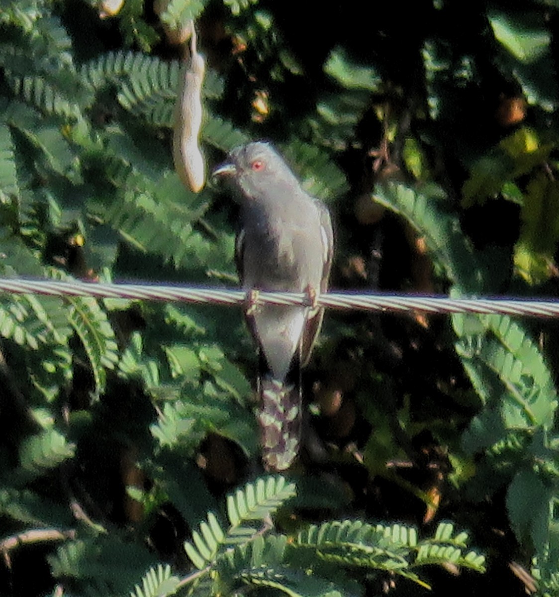Gray-bellied Cuckoo - ML142341031