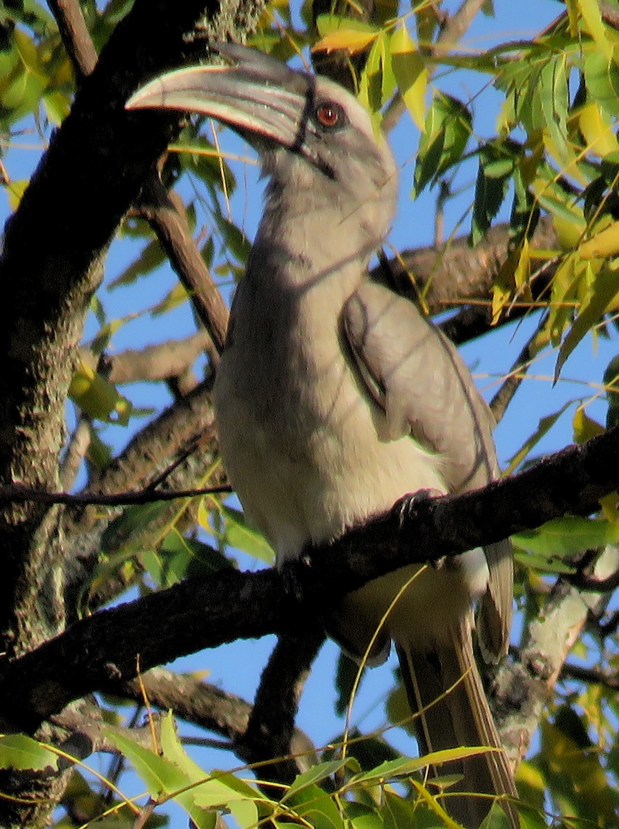 Indian Gray Hornbill - ML142341181