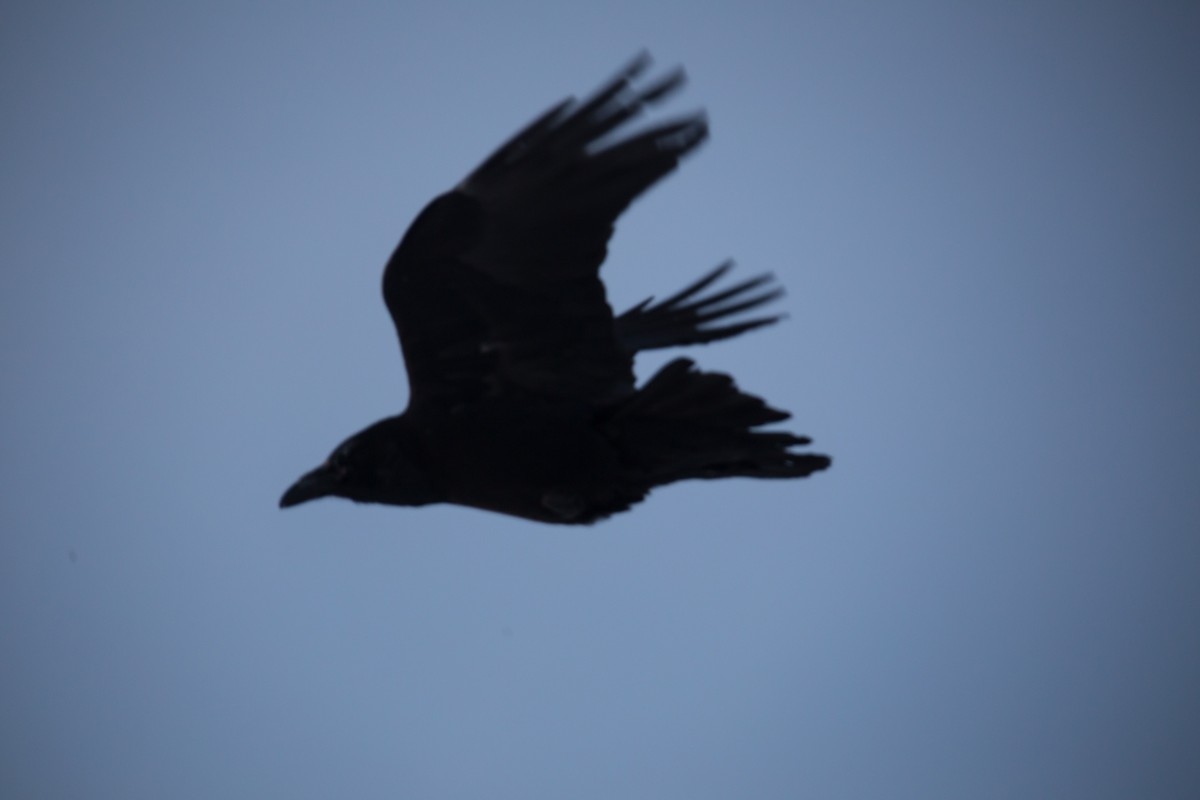 Common Raven - Kyle Blaney