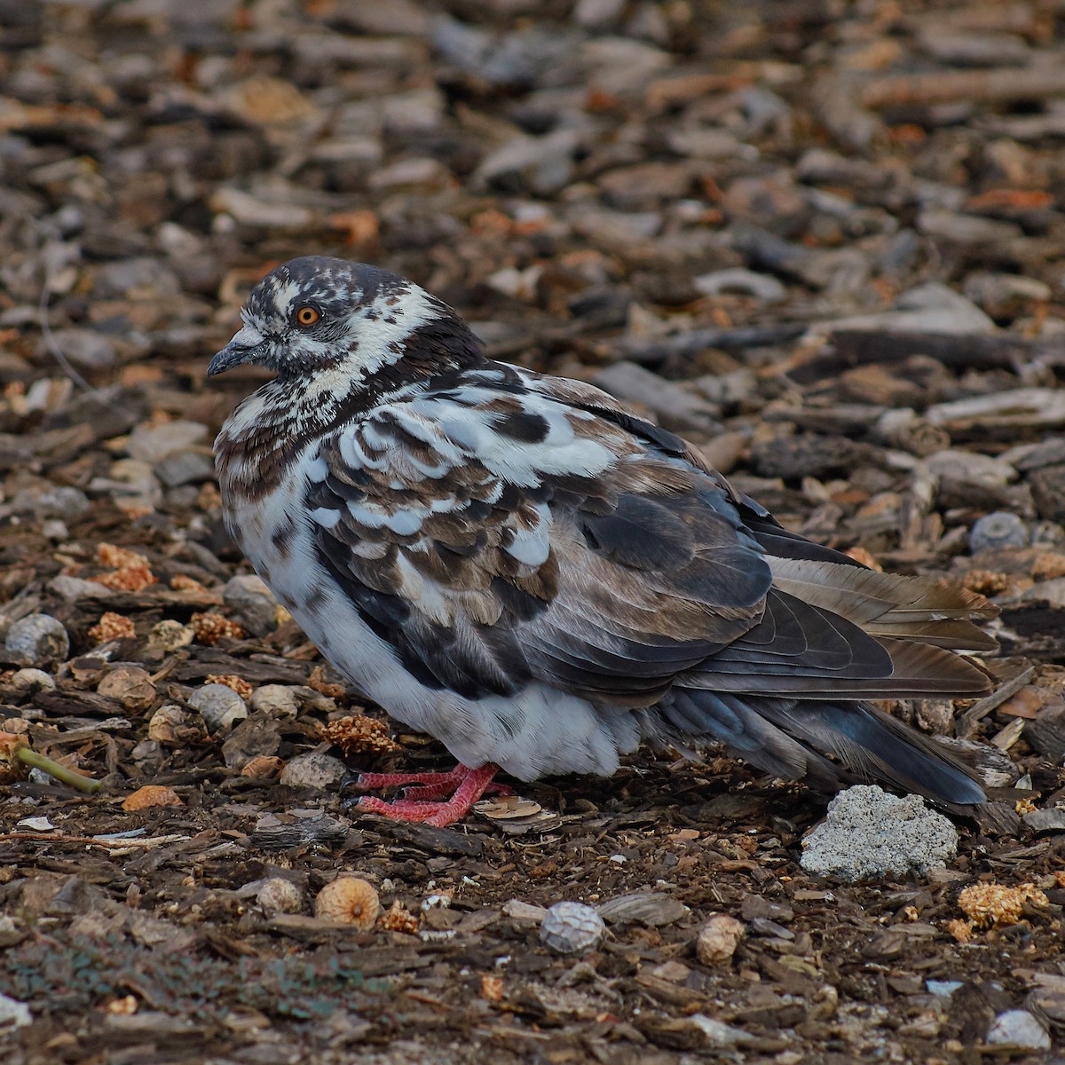 Rock Pigeon (Feral Pigeon) - ML142341241