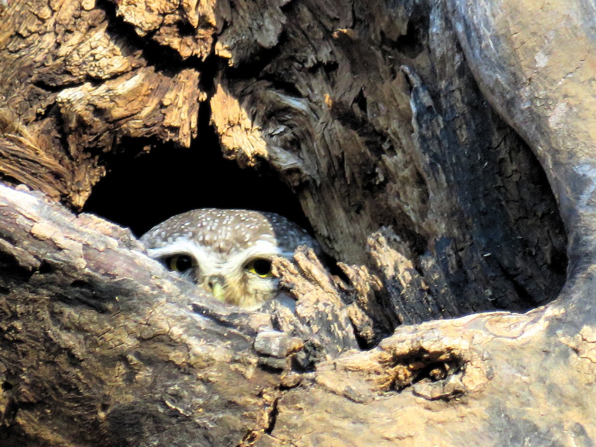Spotted Owlet - ML142341351