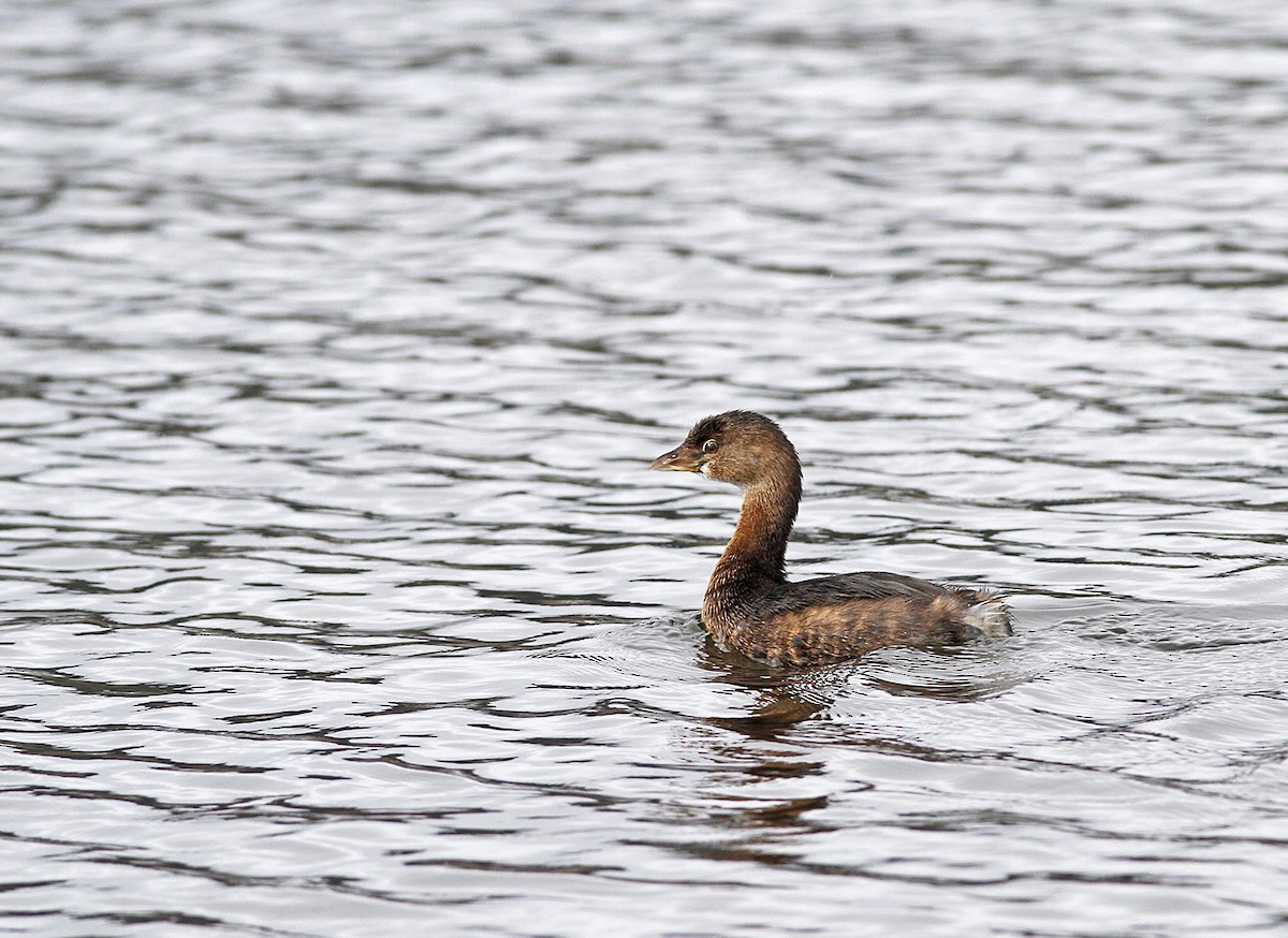 Pied-billed Grebe - Marie O'Shaughnessy