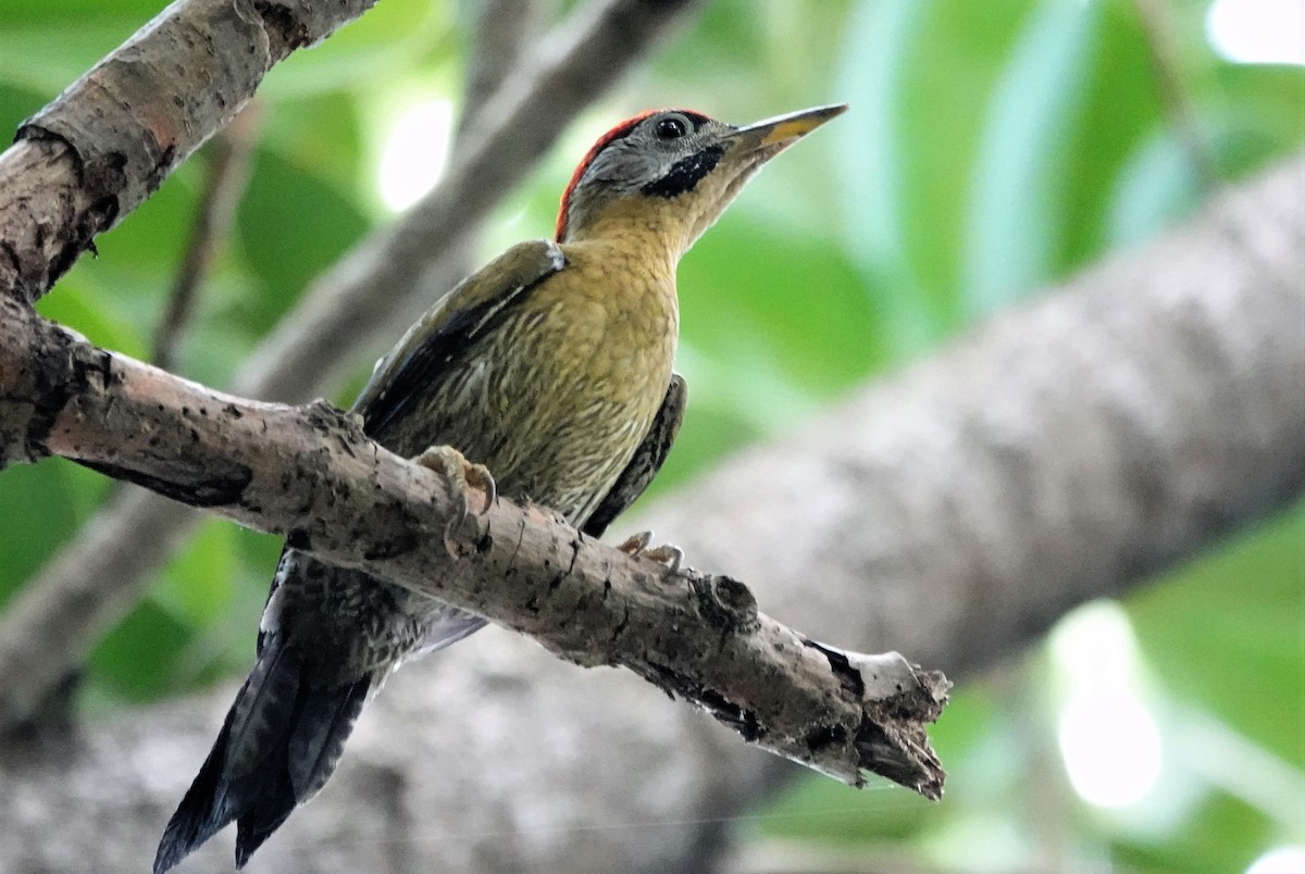 Laced Woodpecker - norman wu