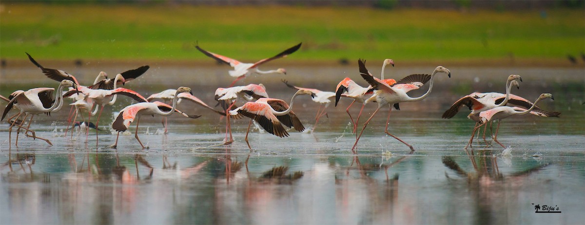 Greater Flamingo - Biju PB