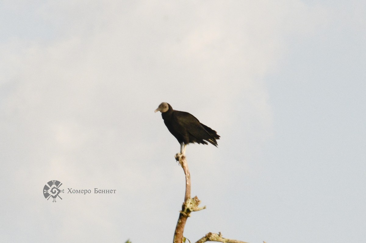 Black Vulture - Bennet Homero