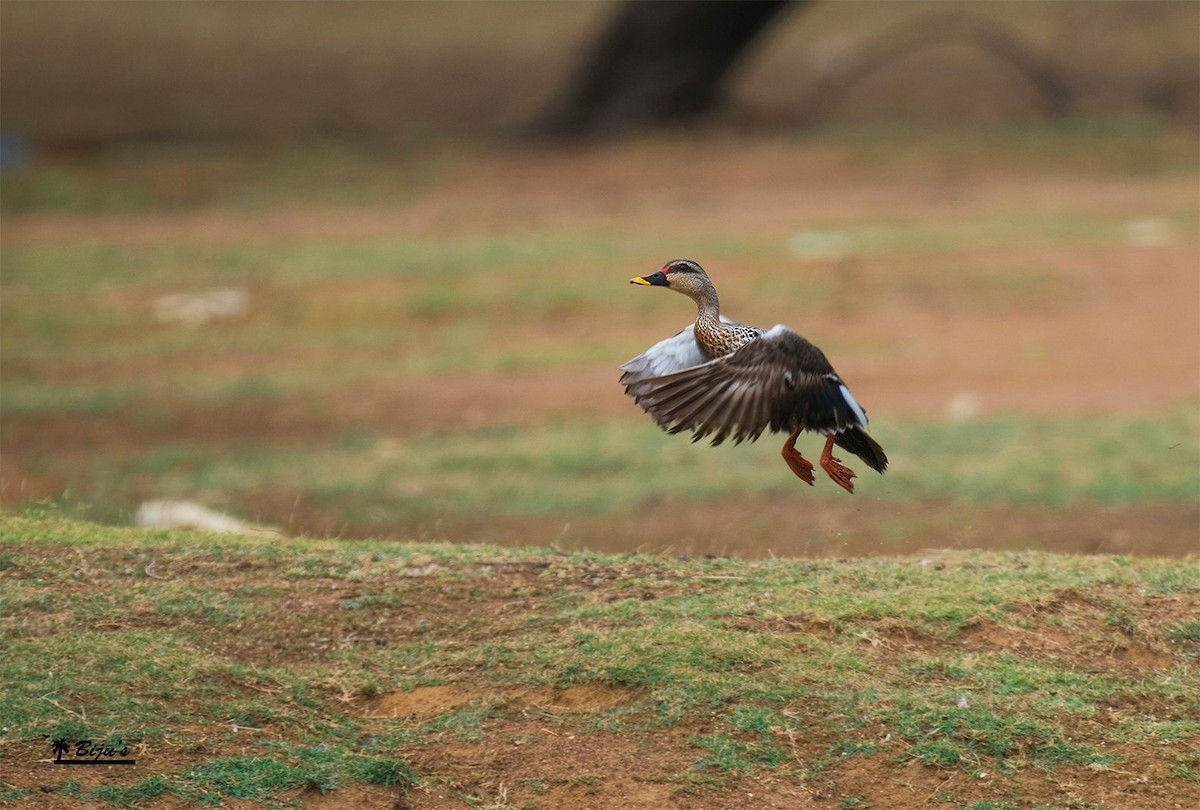 Indian Spot-billed Duck - Biju PB