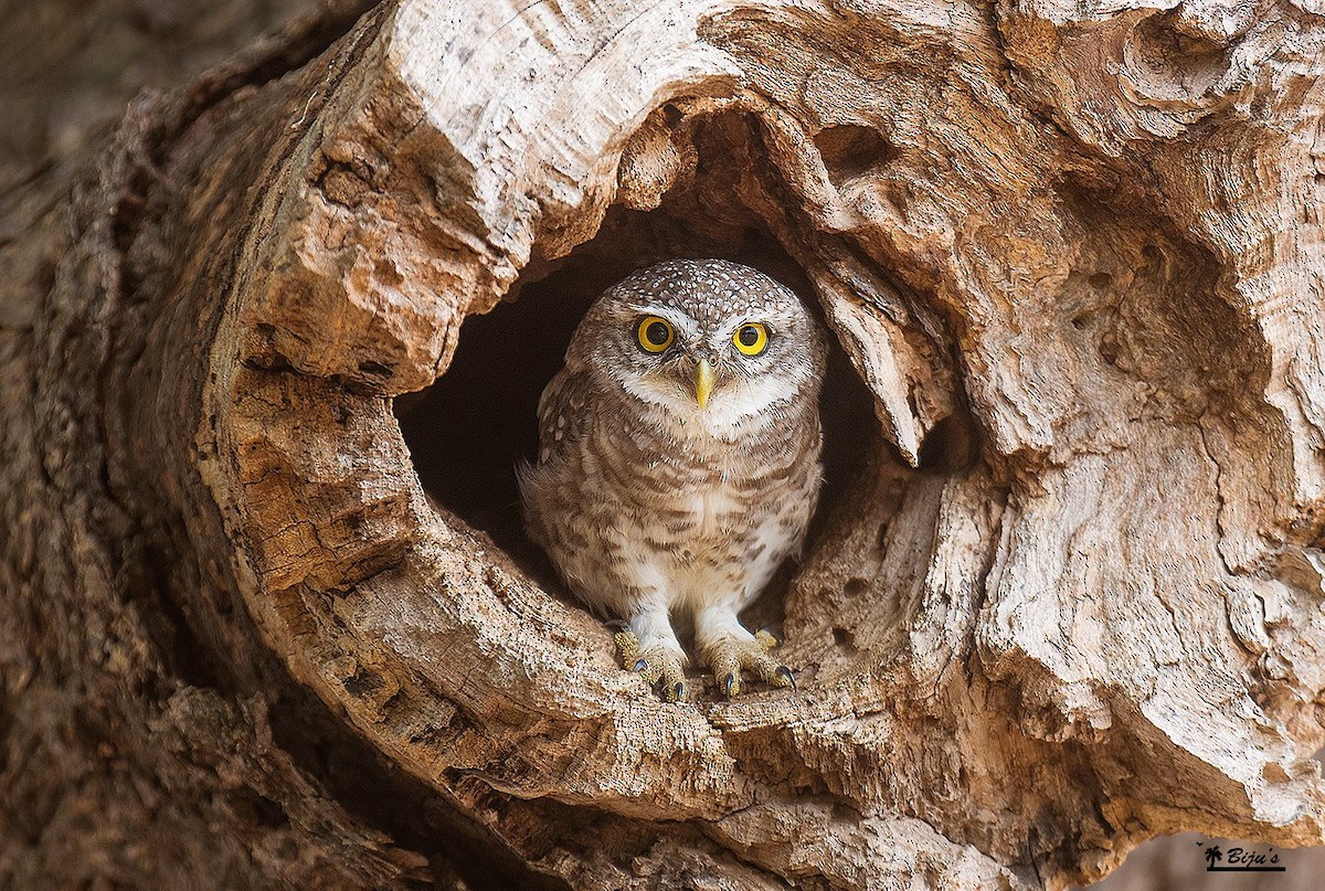 Spotted Owlet - Biju PB