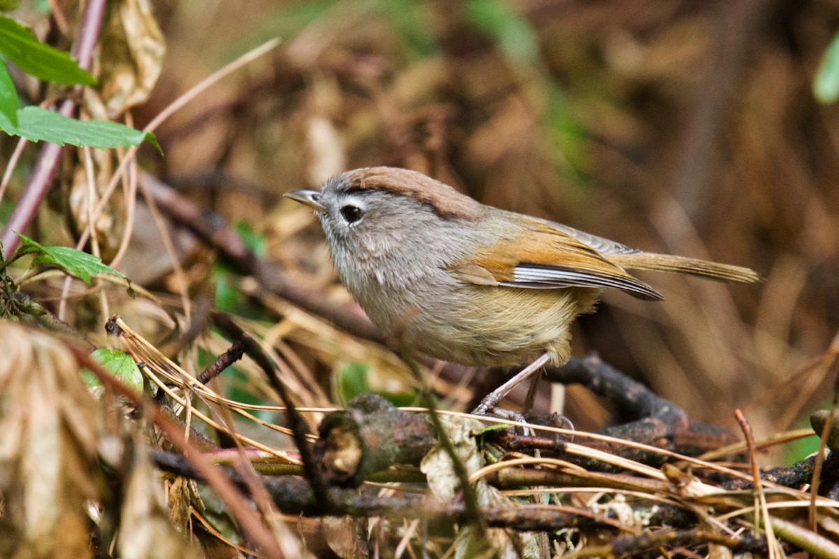 Spectacled Fulvetta - Qin Huang