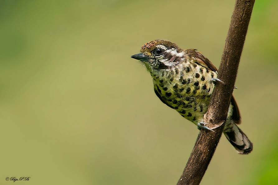 Speckled Piculet - ML142349501