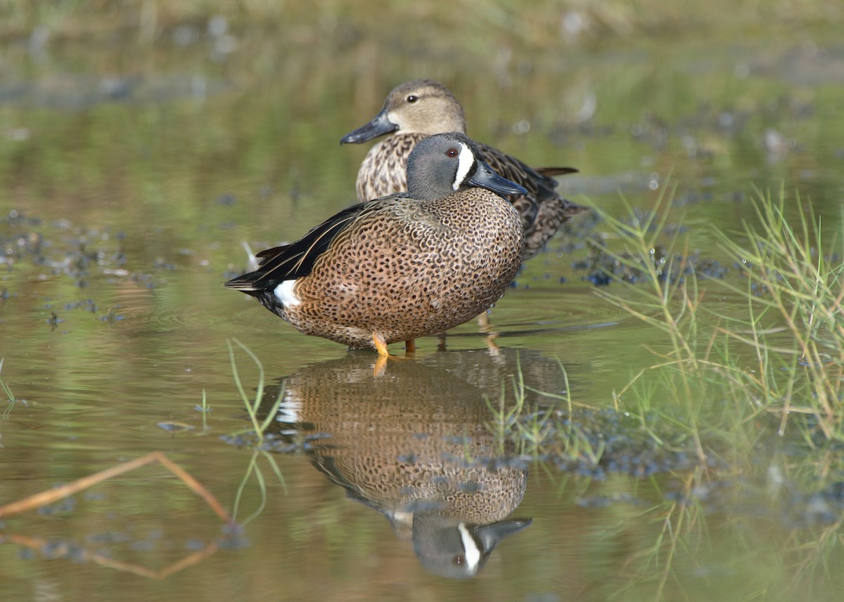 Blue-winged Teal - ML142351631