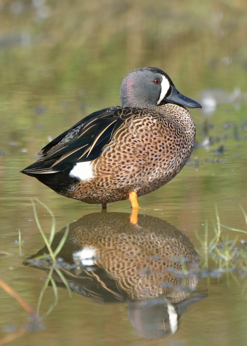 Blue-winged Teal - ML142351641