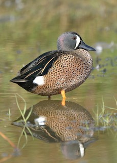 Blue-winged Teal, ML142351641