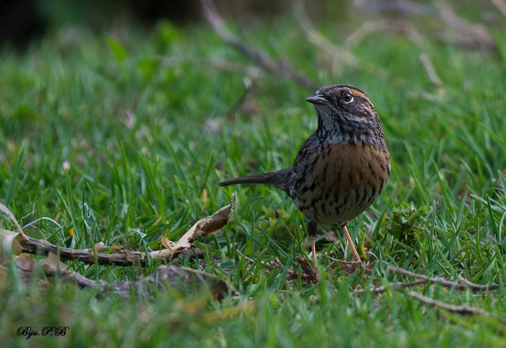 Rufous-breasted Accentor - ML142352091