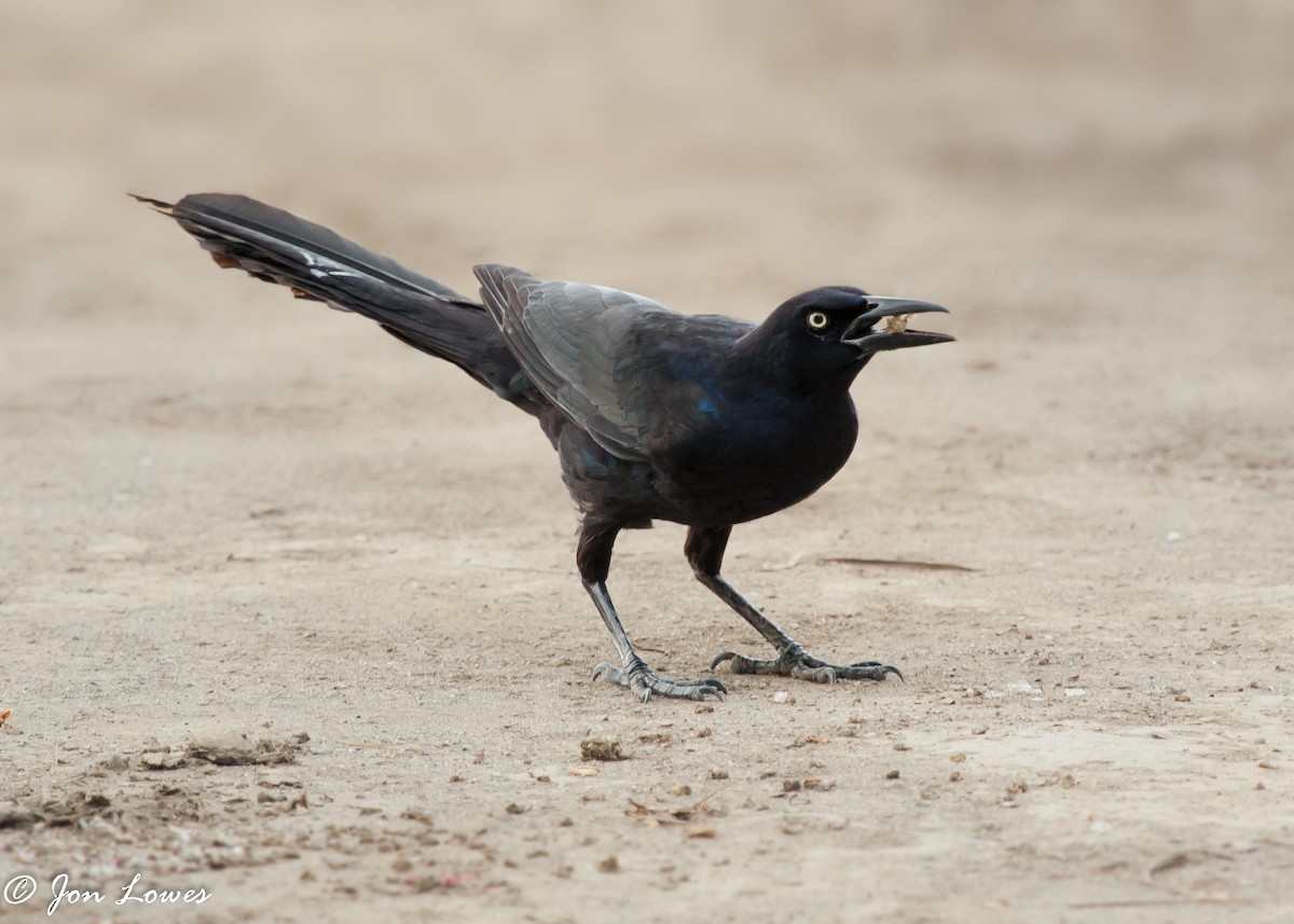 Great-tailed Grackle (Great-tailed) - ML142355481