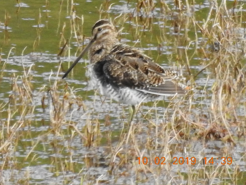 Common Snipe - Brian Carruthers