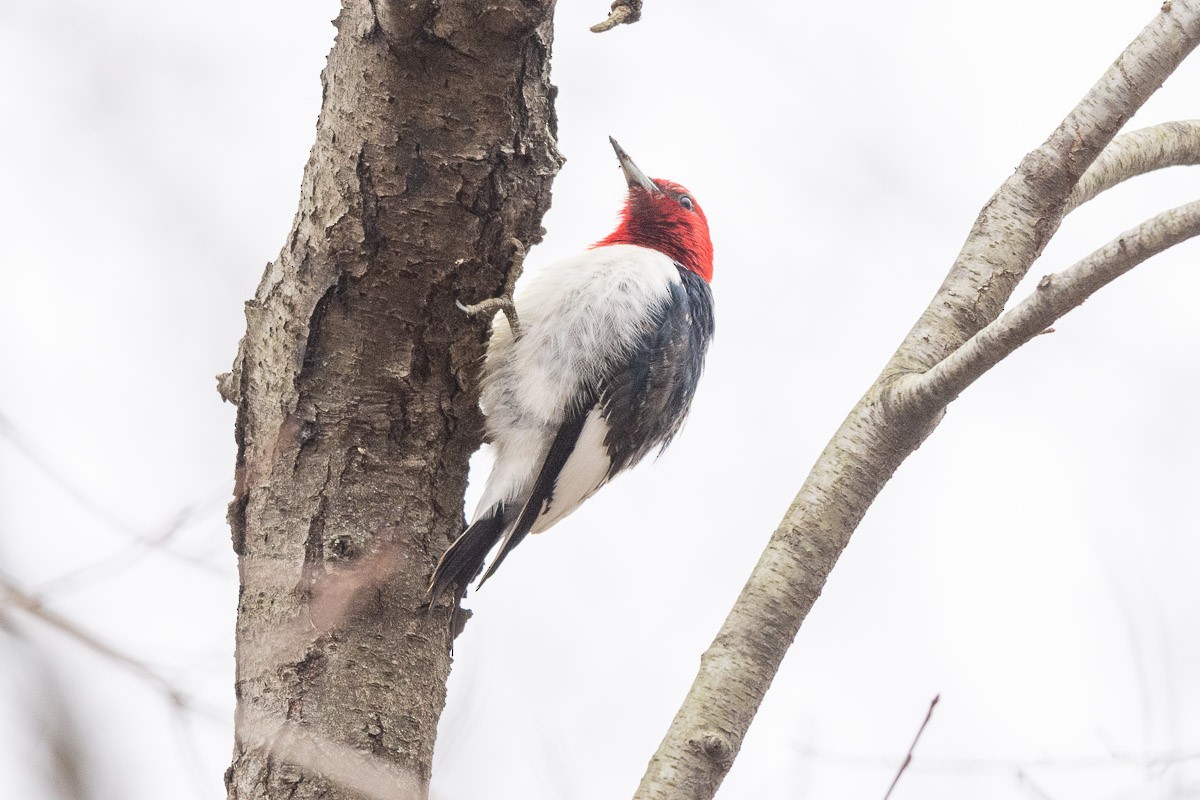Red-headed Woodpecker - ML142357301