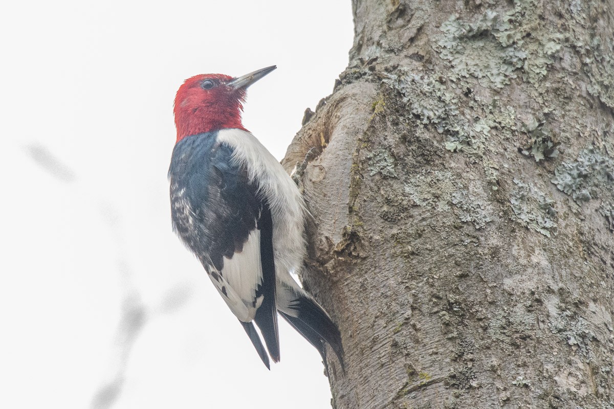 Red-headed Woodpecker - ML142357311