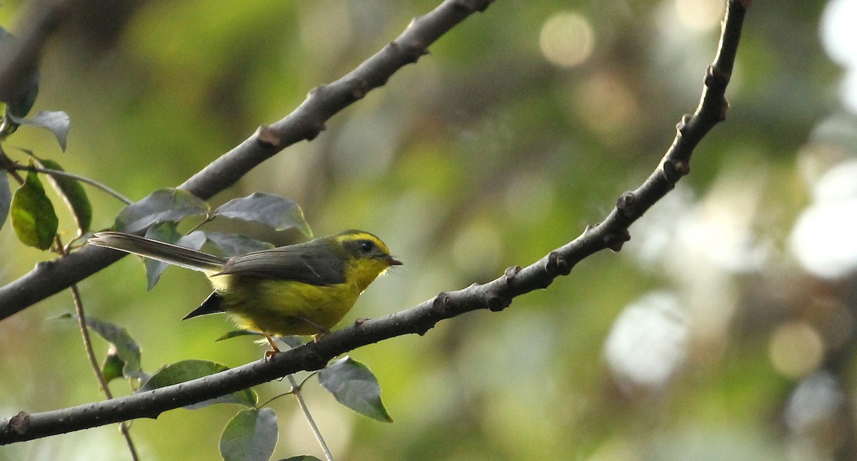 Yellow-bellied Fairy-Fantail - ML142358991
