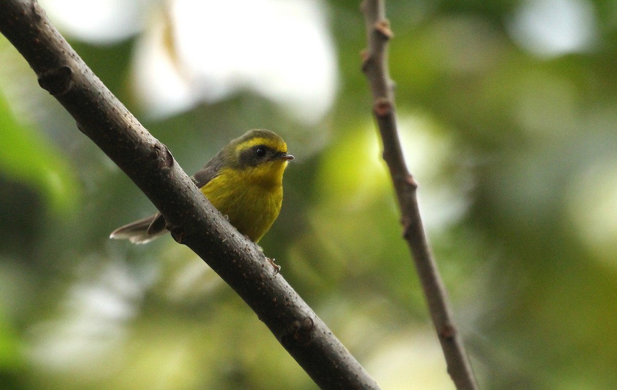 Yellow-bellied Fairy-Fantail - ML142359001