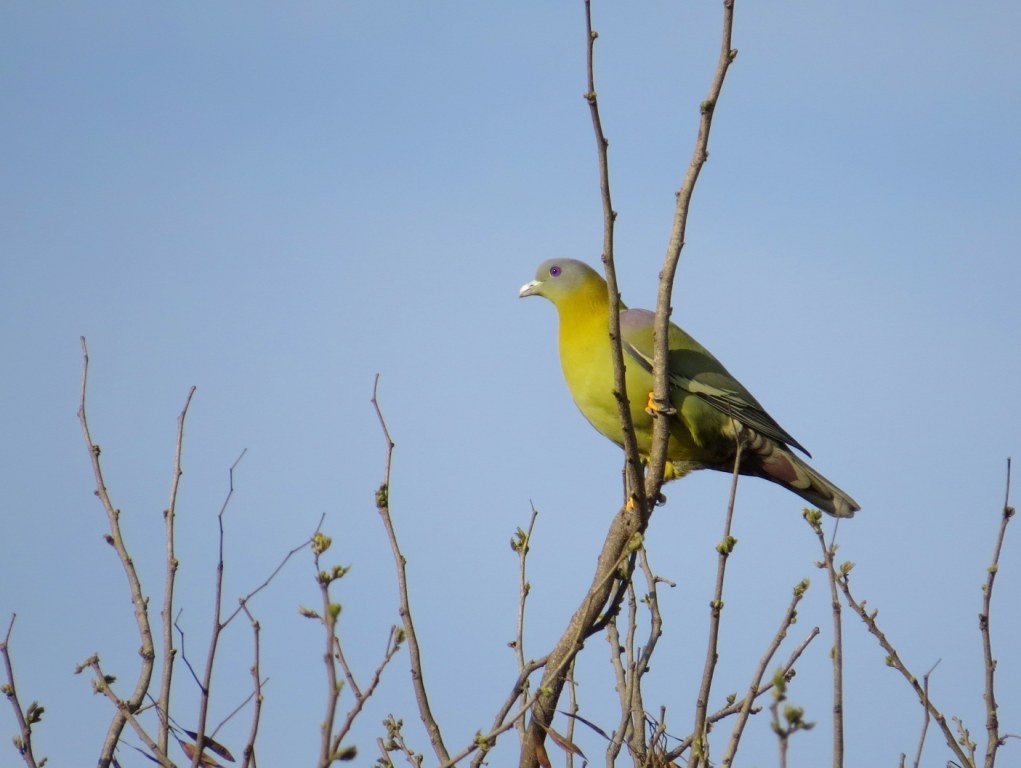 Yellow-footed Green-Pigeon - Rajiv R