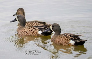 Blue-winged Teal, ML142368211