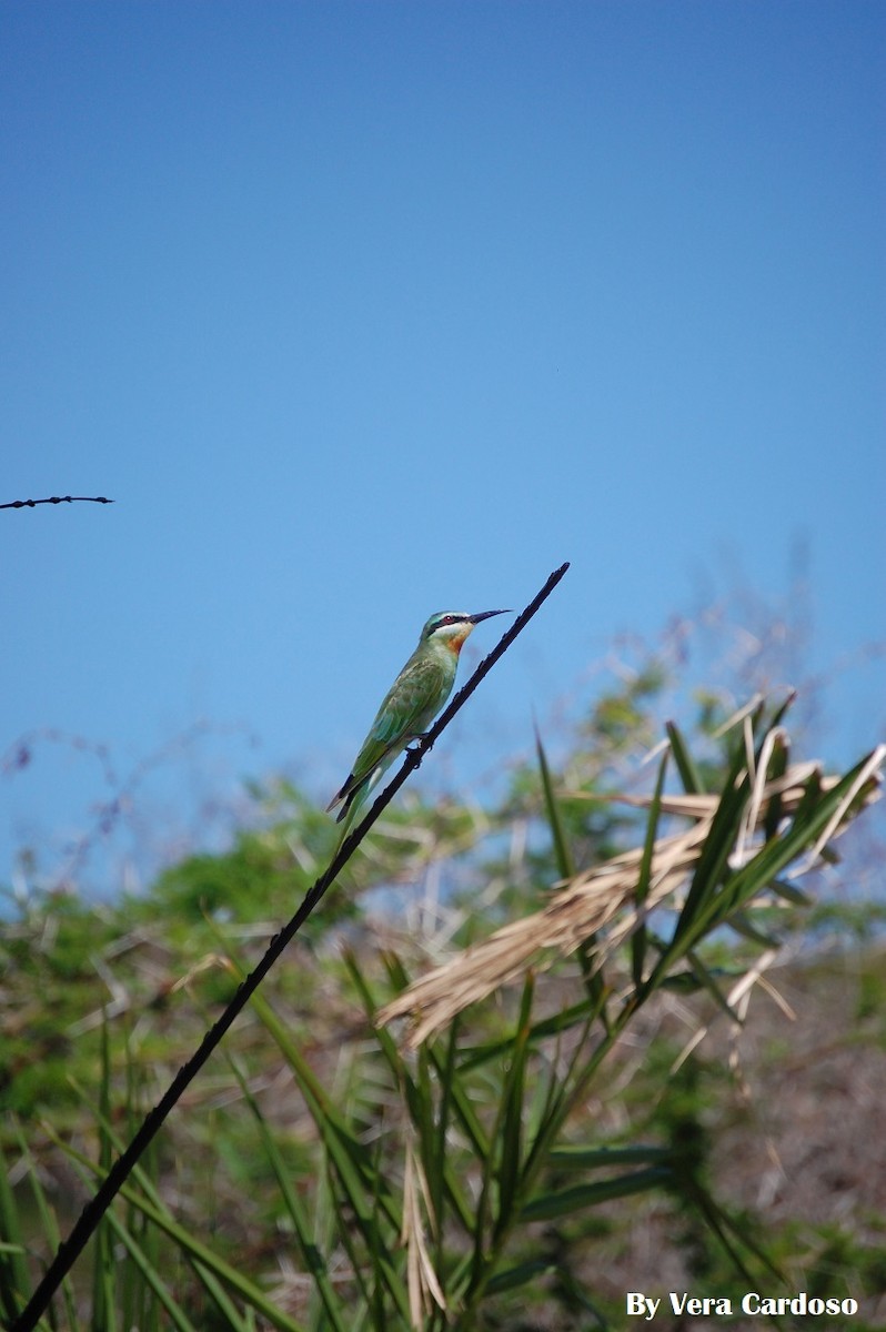 Blue-cheeked Bee-eater - Vera Cardoso