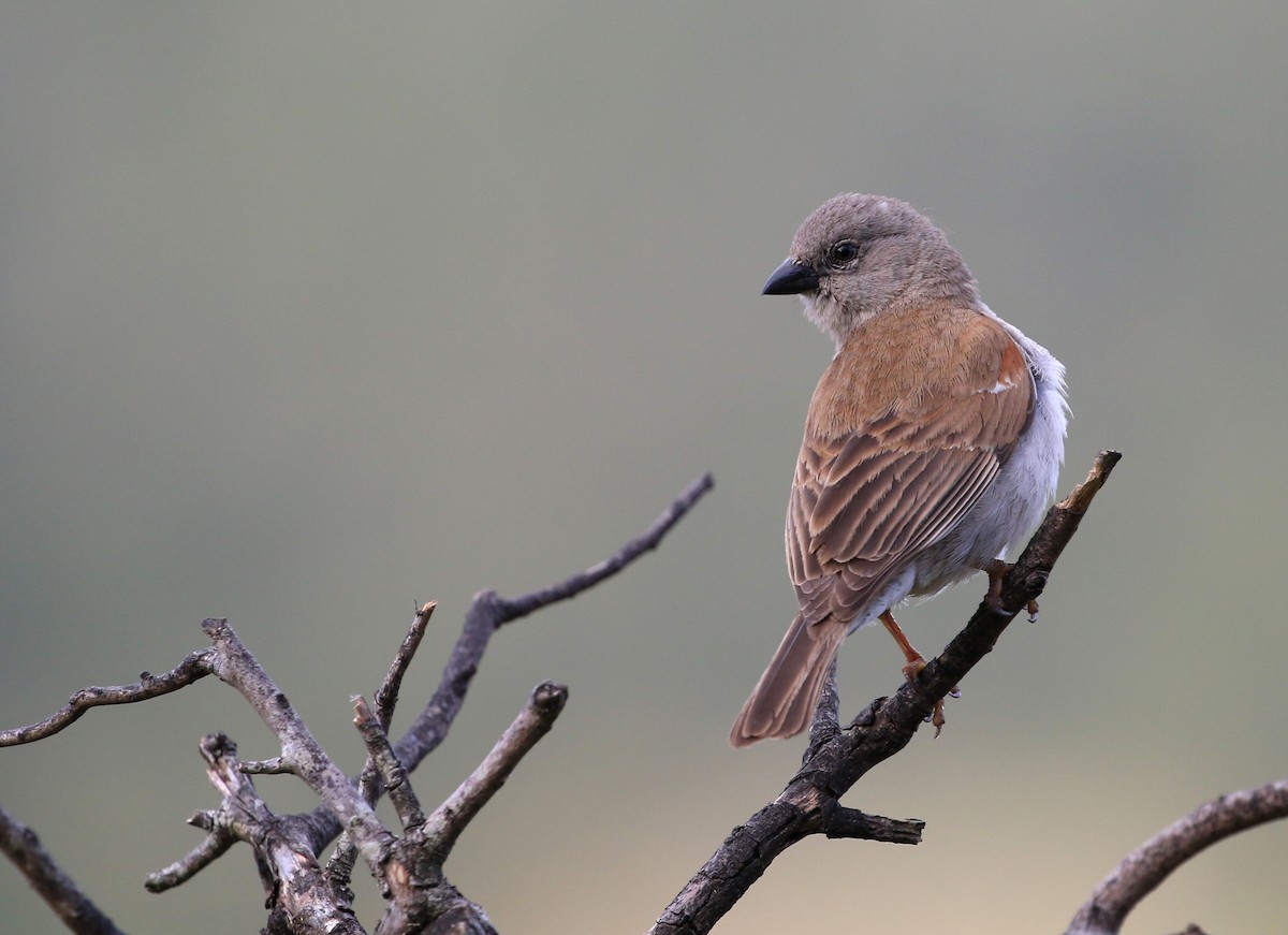 Southern Gray-headed Sparrow - ML142371071