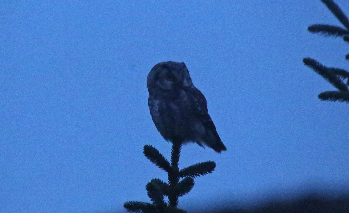 Boreal Owl (Tengmalm's) - ML142371971