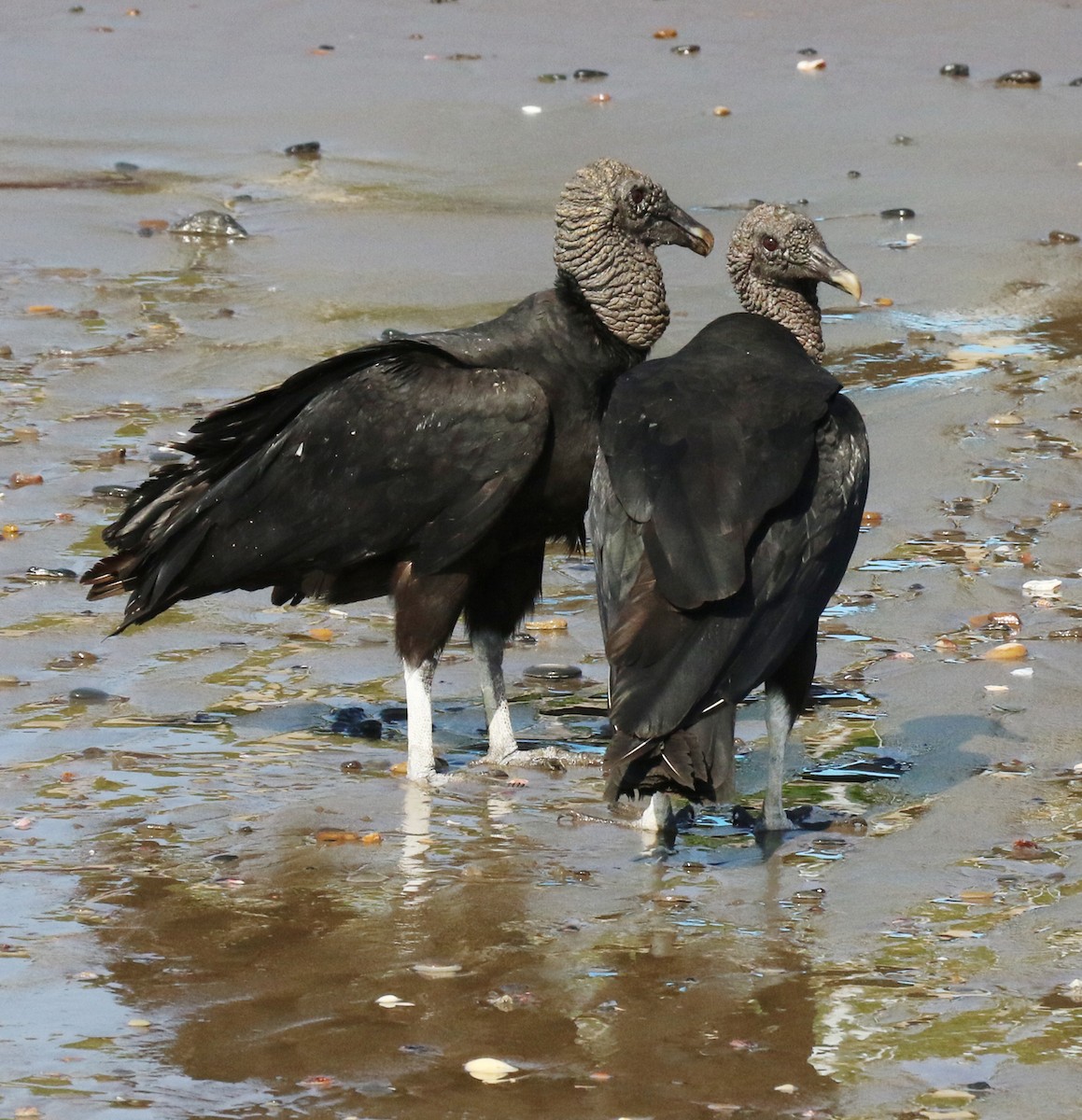 Black Vulture - ML142372011
