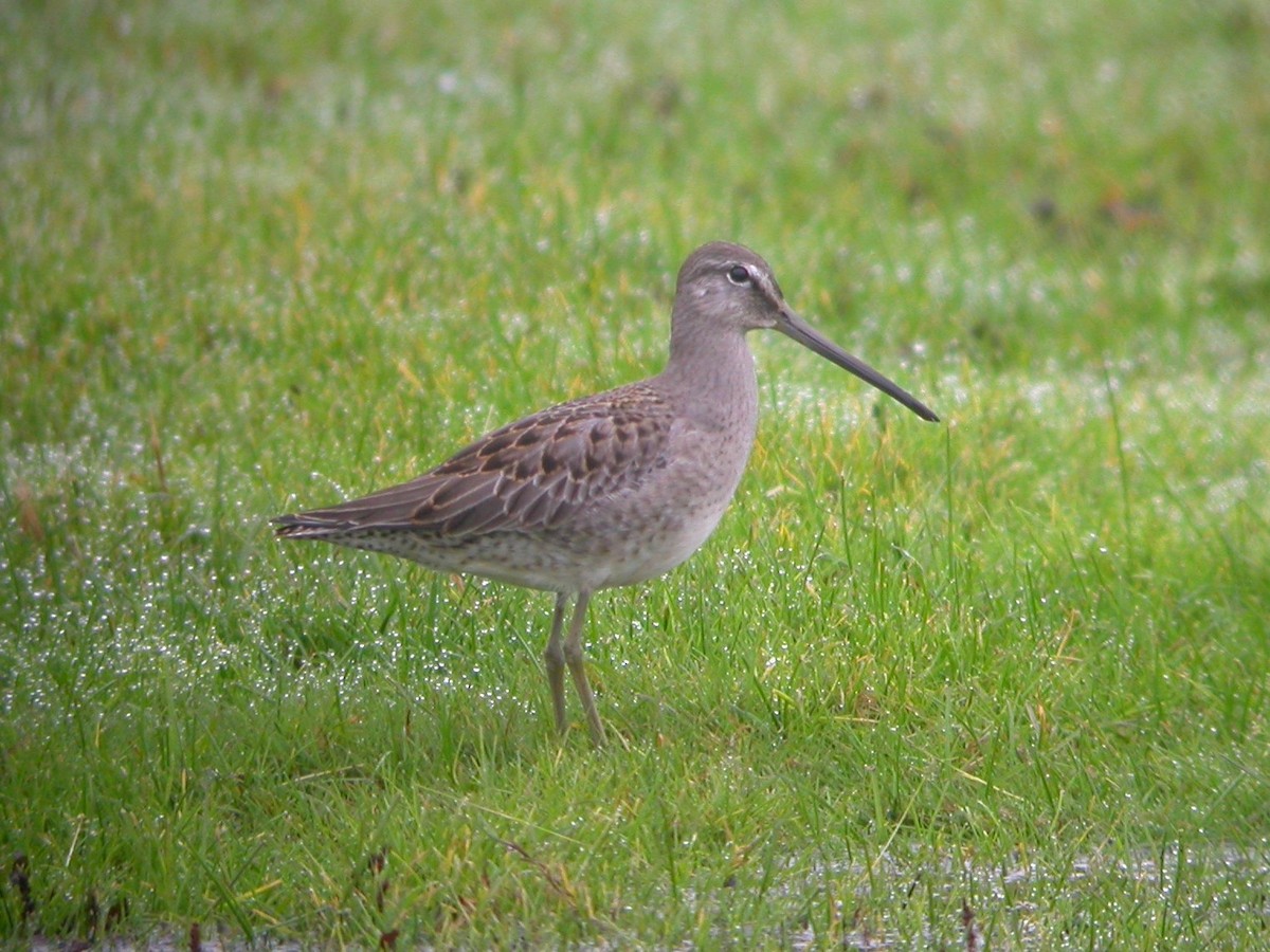 Long-billed Dowitcher - Jim Lind