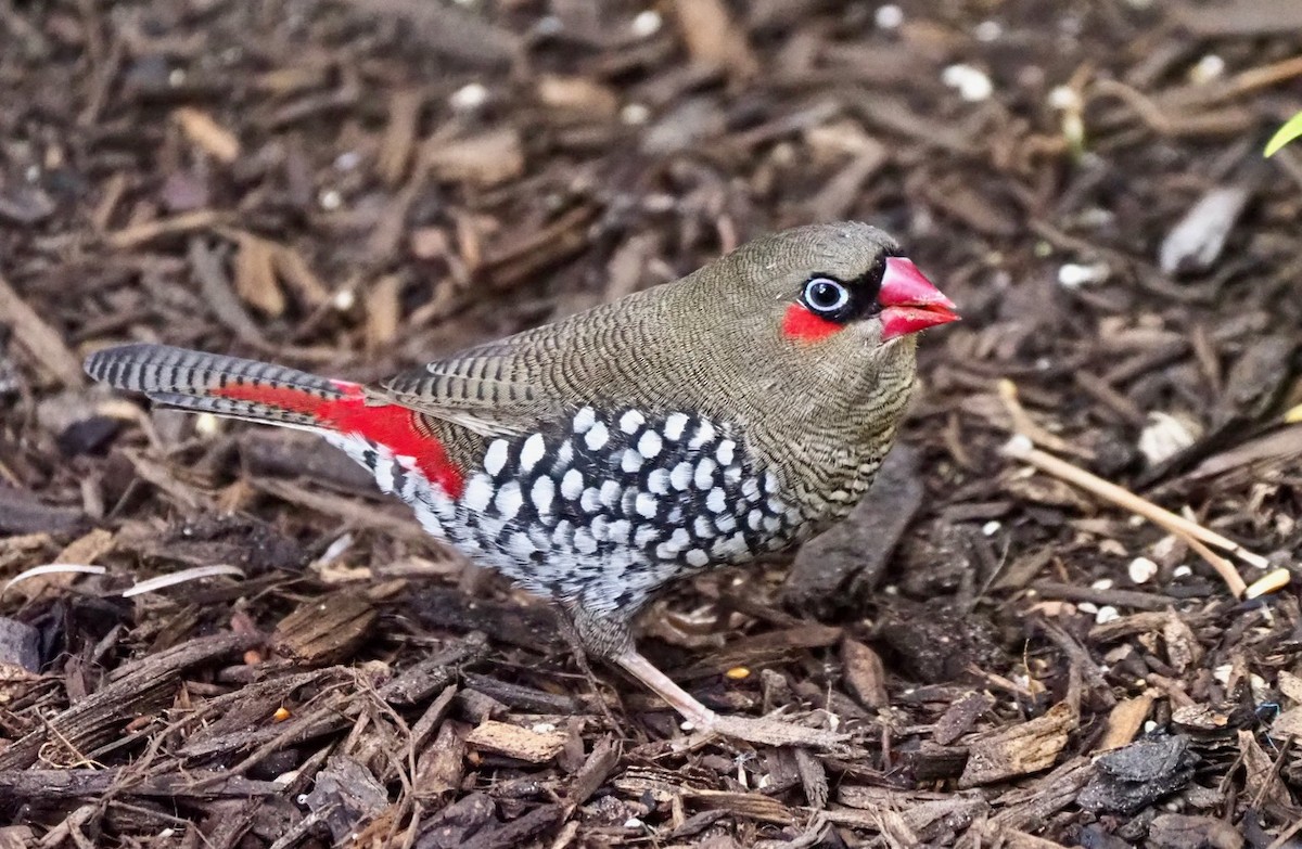 Red-eared Firetail - ML142373071