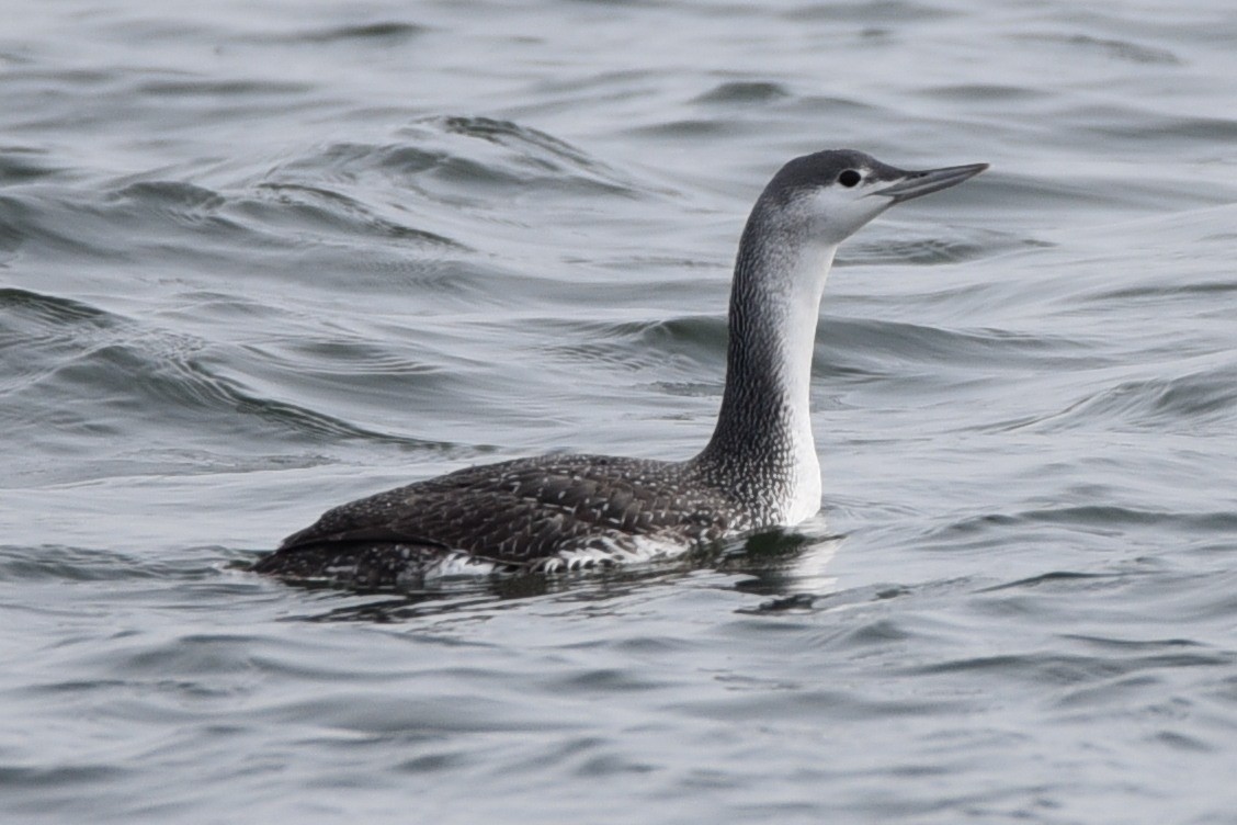 Red-throated Loon - Donna Carter