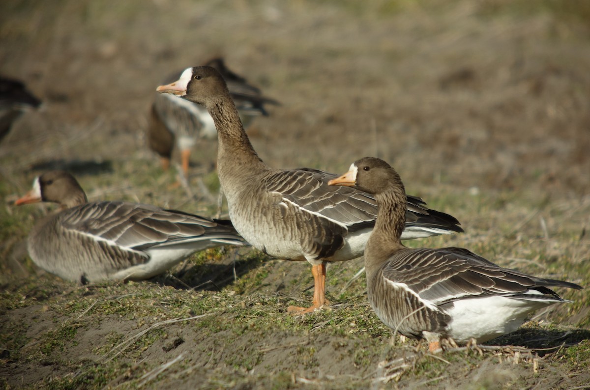 Greater White-fronted Goose - ML142373721