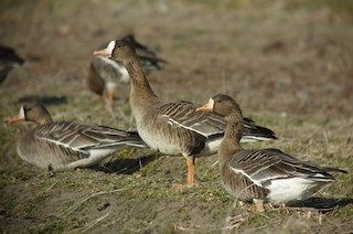 Greater White-fronted Goose, ML142373721