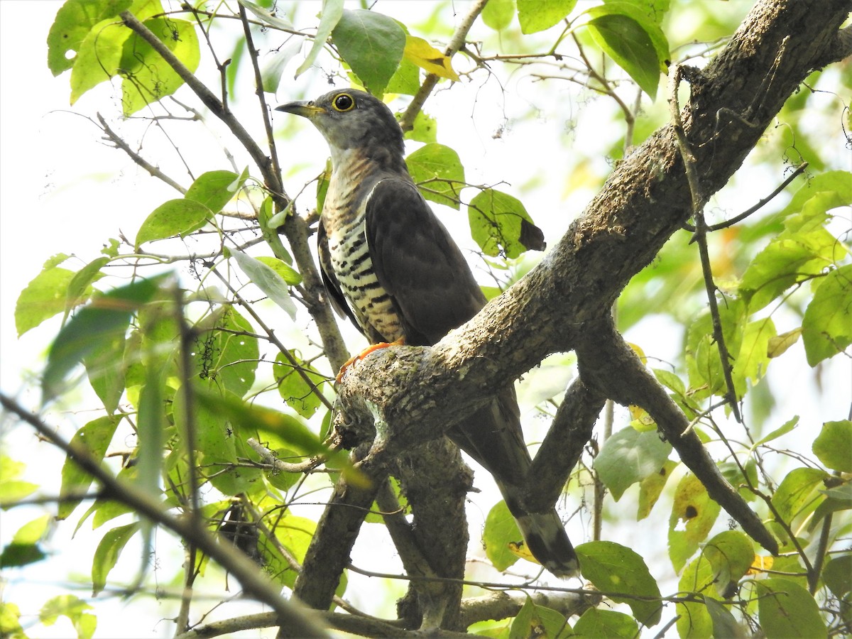 Indian Cuckoo - Tuck Hong Tang