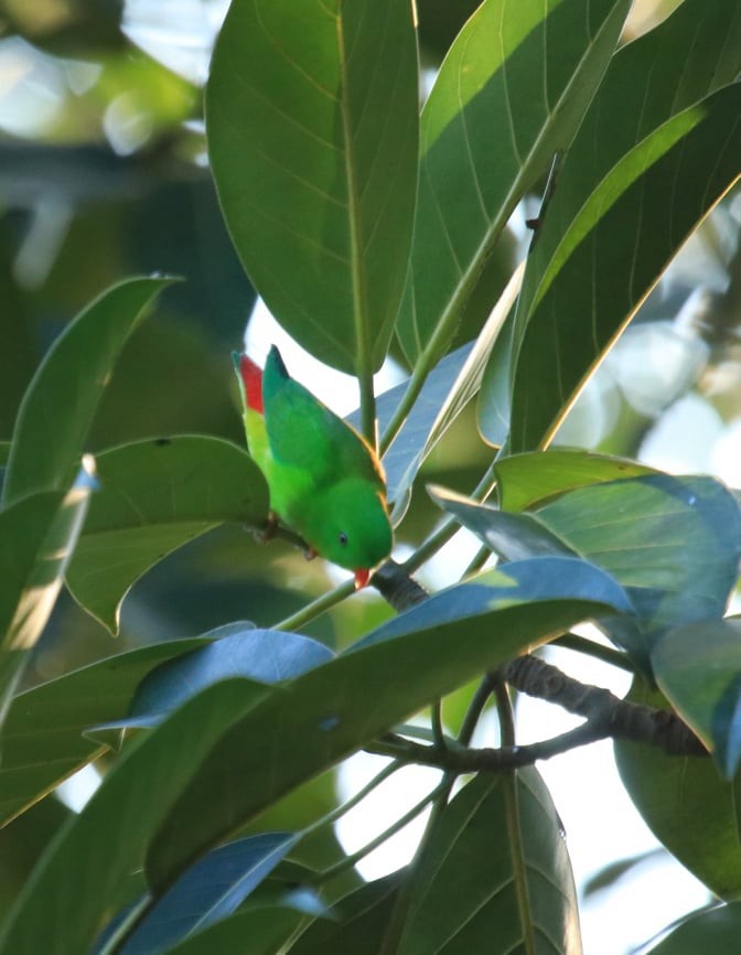 Yellow-throated Hanging-Parrot - ML142377431