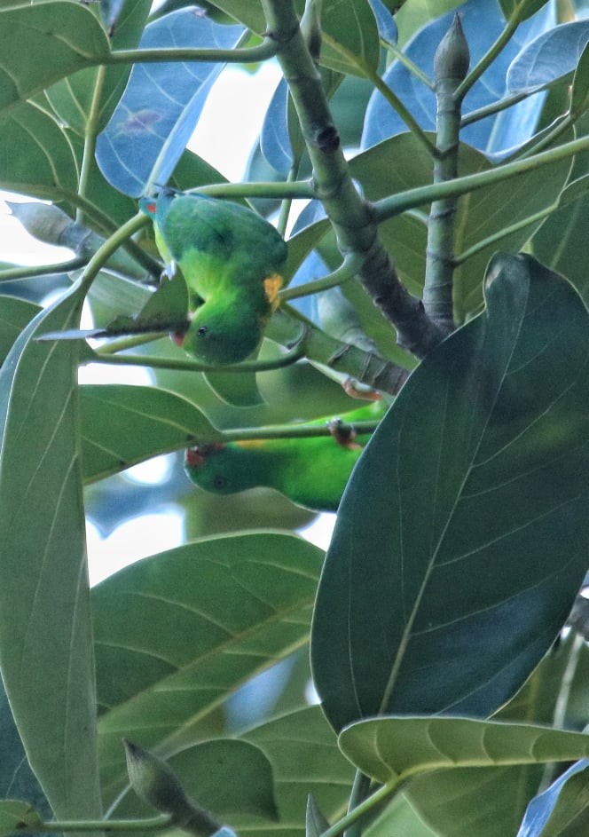 Yellow-throated Hanging-Parrot - ML142377441