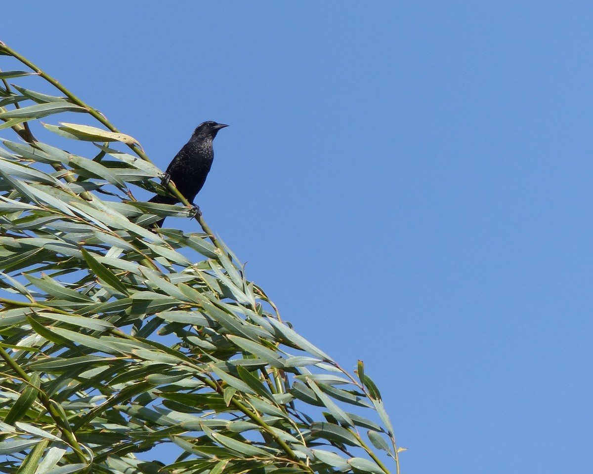 Austral Blackbird - joaquin vial