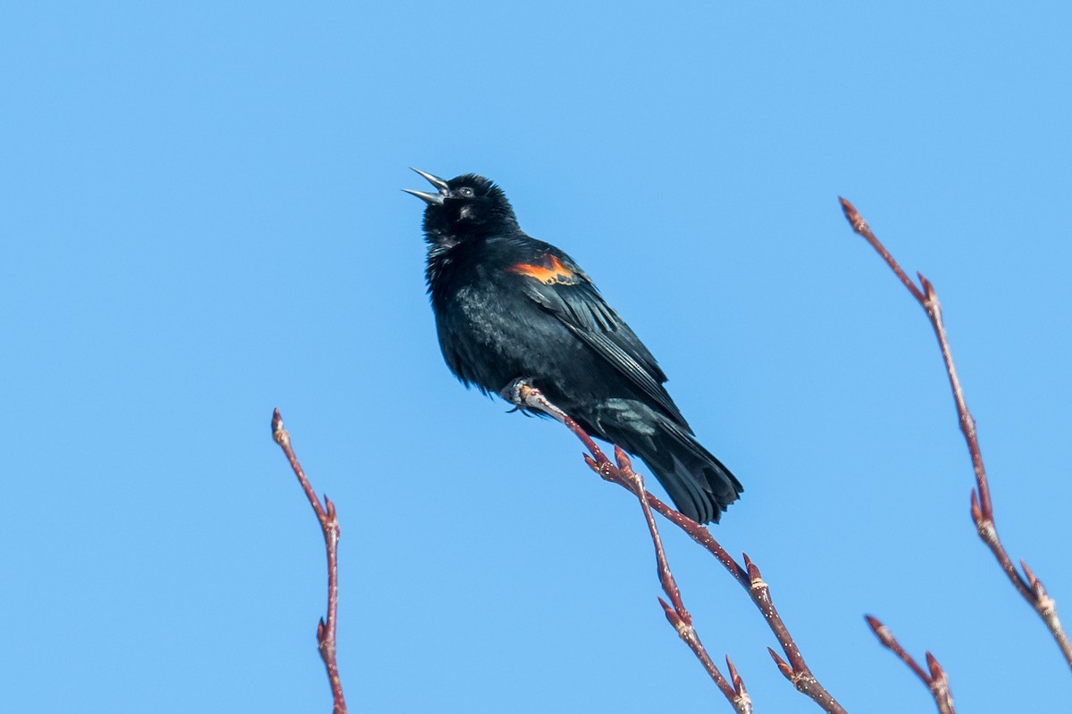 Red-winged Blackbird (Red-winged) - Jeff Bleam