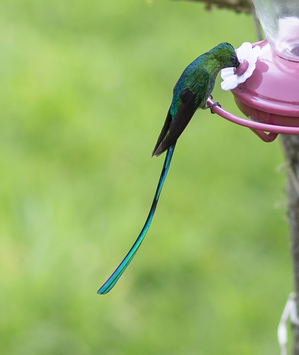 Long-tailed Sylph - ML142383451