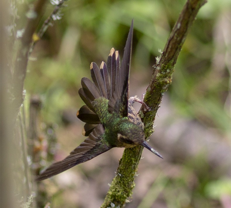 Speckled Hummingbird - Brad Singer