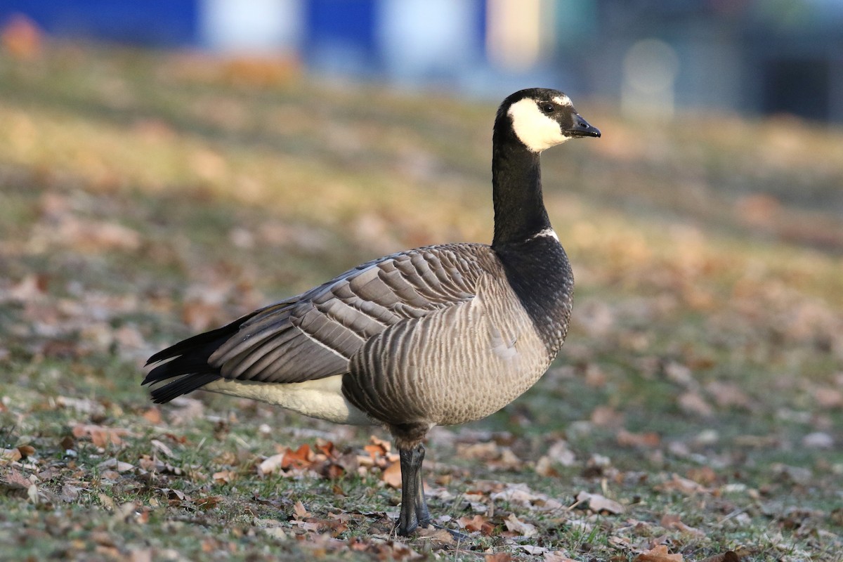 Barnacle x Cackling Goose (hybrid) - Ingo Rösler