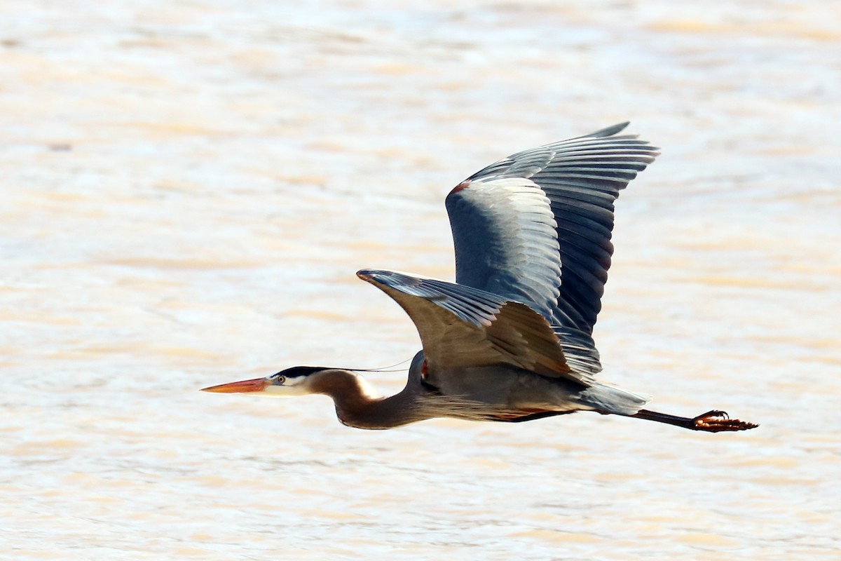 Great Blue Heron - Colin Sumrall