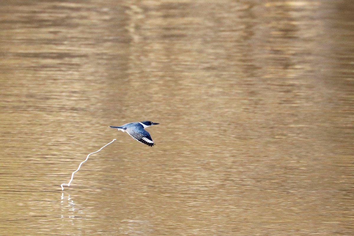 Belted Kingfisher - Colin Sumrall