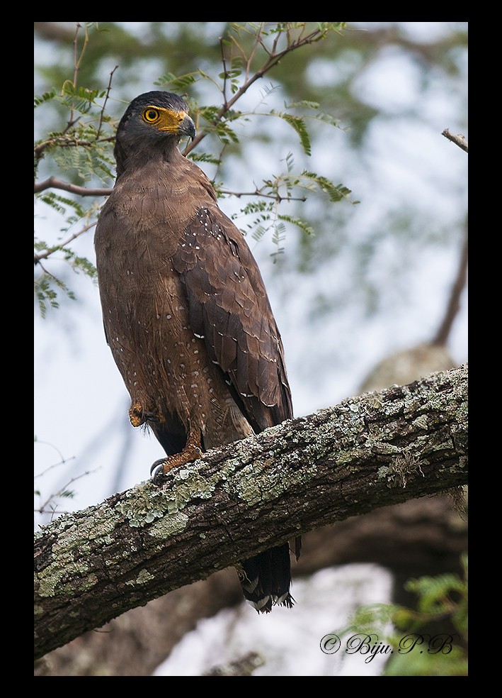 Crested Serpent-Eagle - ML142392921