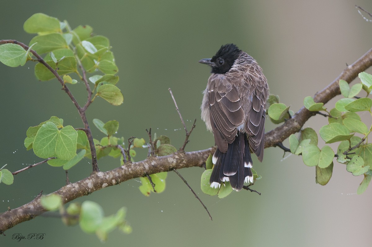 Red-vented Bulbul - ML142393081