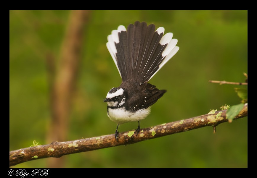 White-browed Fantail - ML142394381