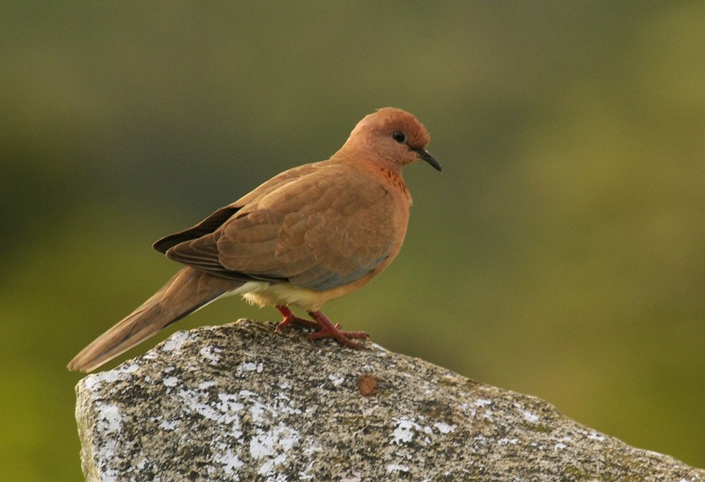 Laughing Dove - ML142394811