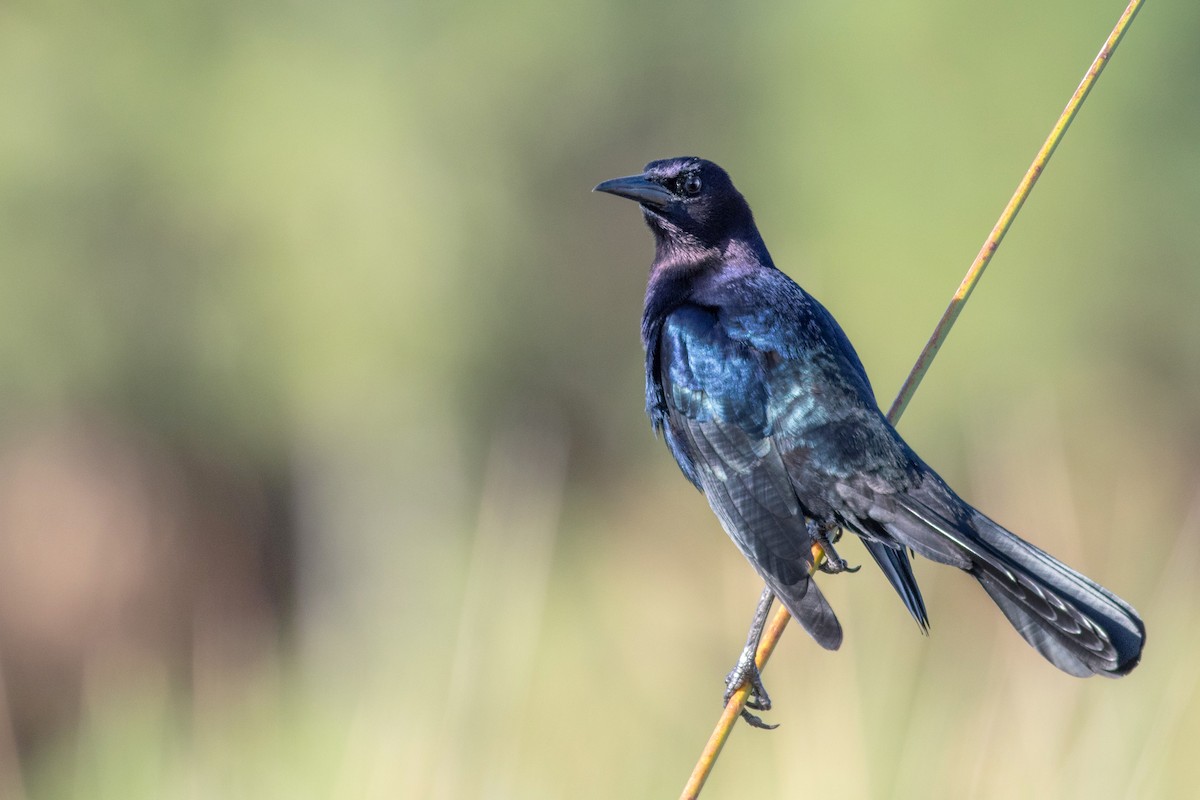 Boat-tailed Grackle - ML142396071