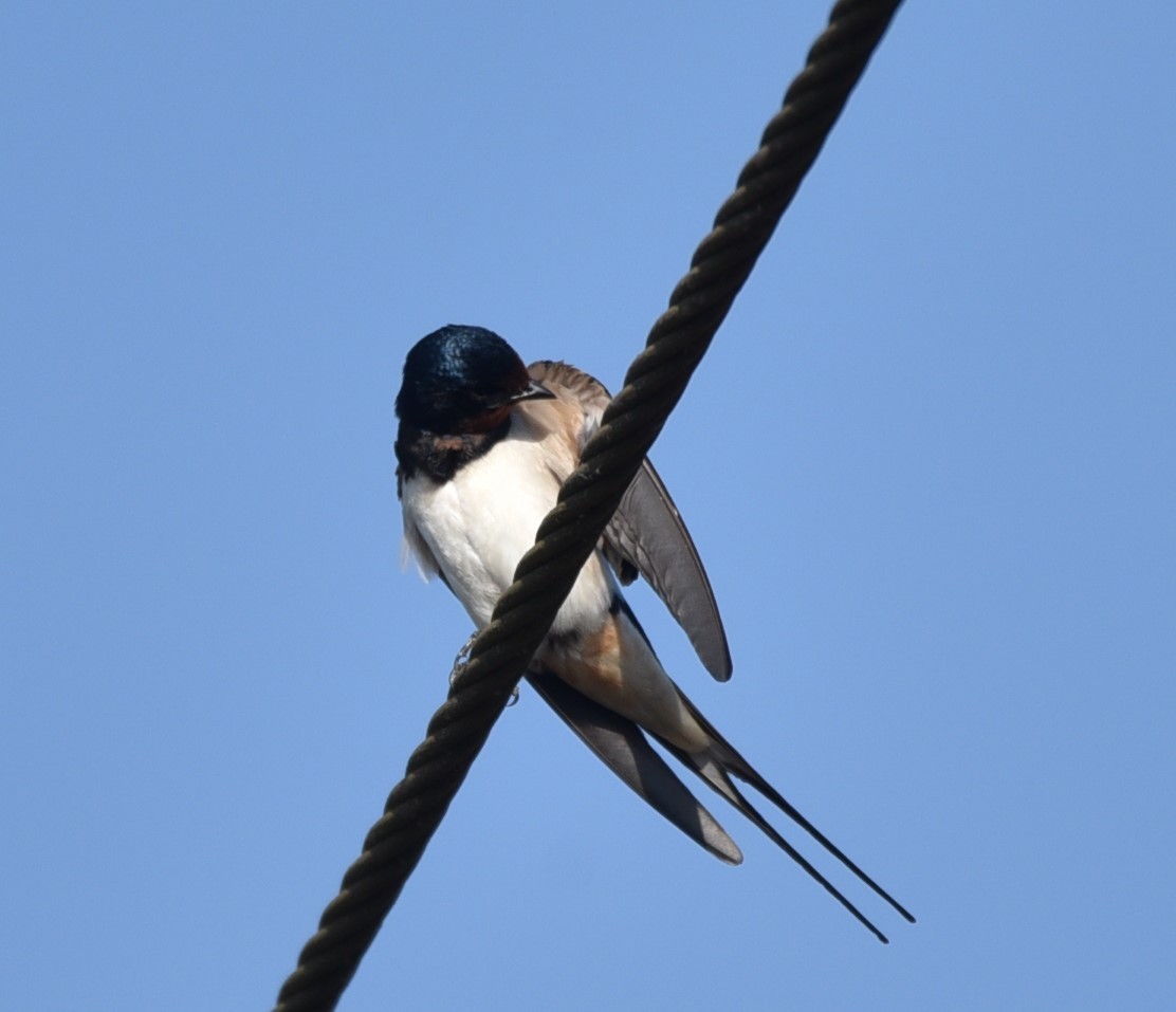 Barn Swallow - ML142396401